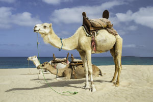 Camel Survival Strategies