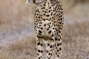 Leopard Patterns