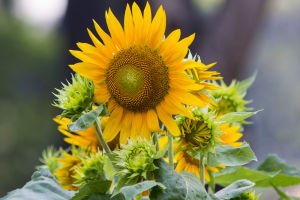 Sunflower Symbolism