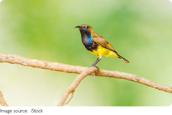 Smartest Birds on Earth