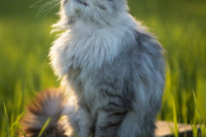 Crafting a Cat's Dream Life