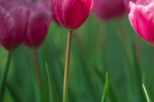 Tulips in the Netherlands