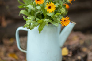 Pot Marigold