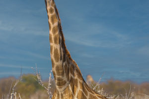 Elongated Elegance