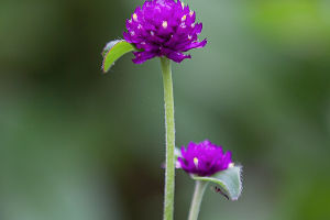 Gomphrena's Tale