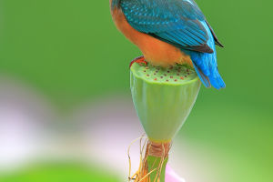 Kingfisher Feathers