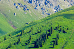 Scenic Photo Tips