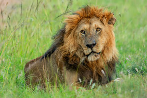 Roaring Insights