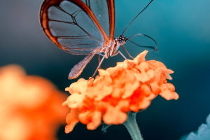Ethereal Glasswings