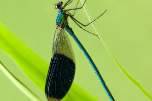Winged Voyagers