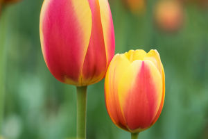 A Floral Marvel