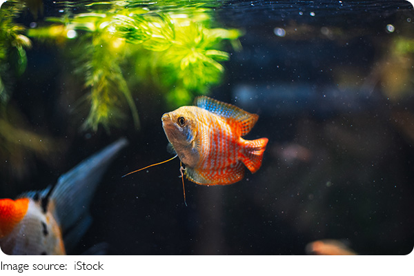 Água limpa, peixes felizes