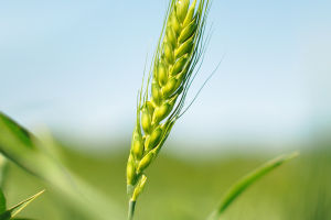 Wheat's Global Impact