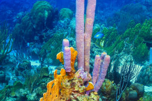 Coral Reefs and Carbon