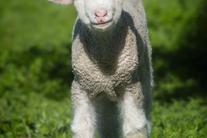 Sheep and Goat Evolution