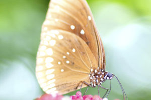 Nature's Living Art