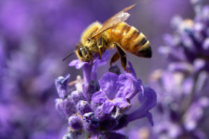 Life of a Honey Bee