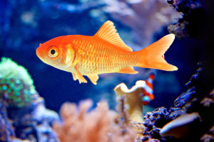 Fish Respiration