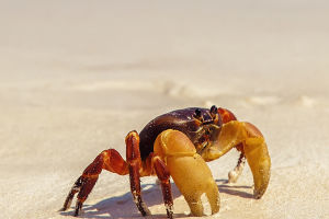 The Evolutionary Odyssey