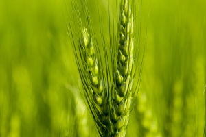 From Field to Table