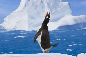 Gentoo Penguin