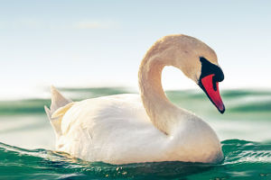 Swans: Graceful Icons