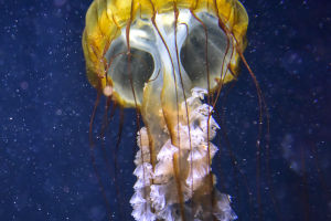 Jellyfish