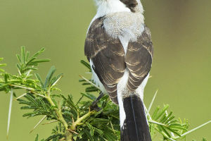 Shrikes