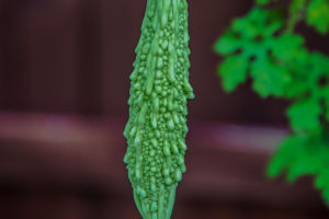 Bitter Melon Growth