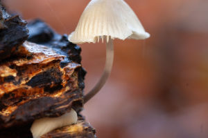 Into the Fungal Kingdom