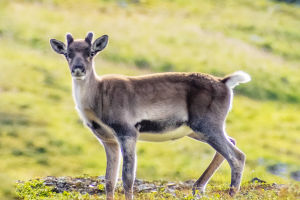 Arctic Reindeer Calves
