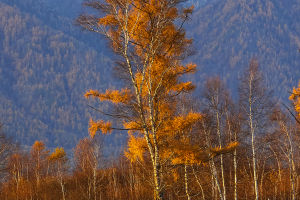 Seasonal Leaf Coloration