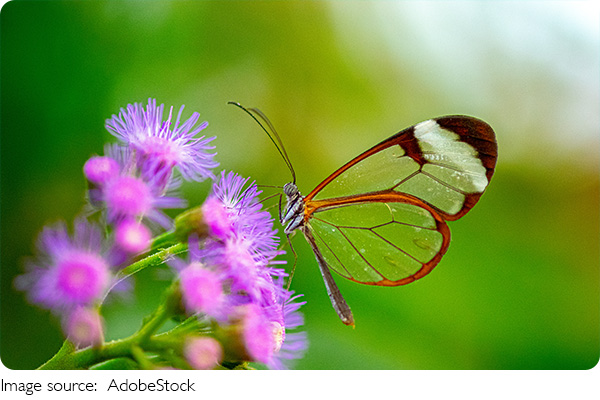 Amazing Butterfly Facts