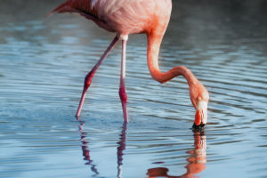 Flamingo's Colorful Secrets