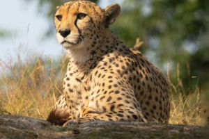 Cheetah Domestication