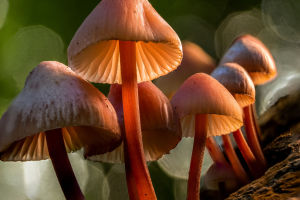 Mushroom Growth Conditions