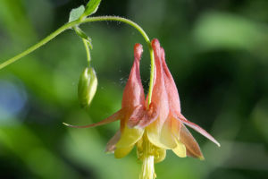 Red Columbine