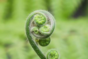 Nature's Verdant Treasure