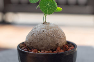 A High-altitude Survivor