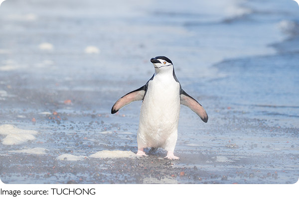 İnanılmaz Hayatta Kalma