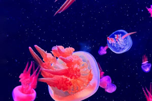 Mesmerizing Jellyfish