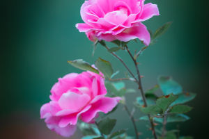 Garden Roses