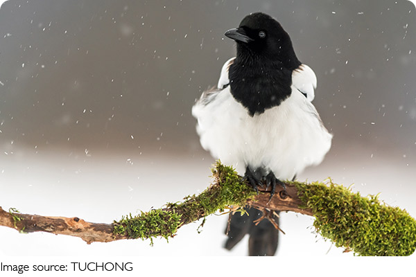 Doğanın Mimarları