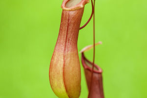 Nature's Meat-Eaters