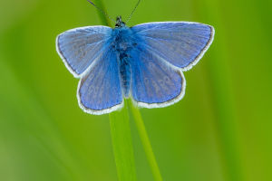 Sapphire Flutter