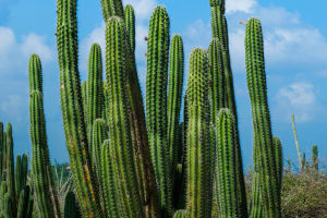 World of Desert Cactus