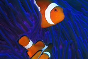 Clownfish Ecology Dynamics