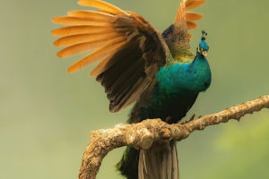 Peafowl Perspectives