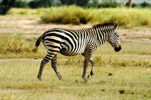 Zebra Stripes
