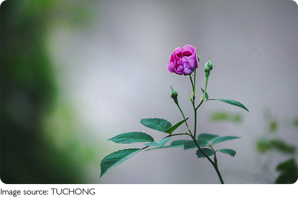 Plants Speak, Really!